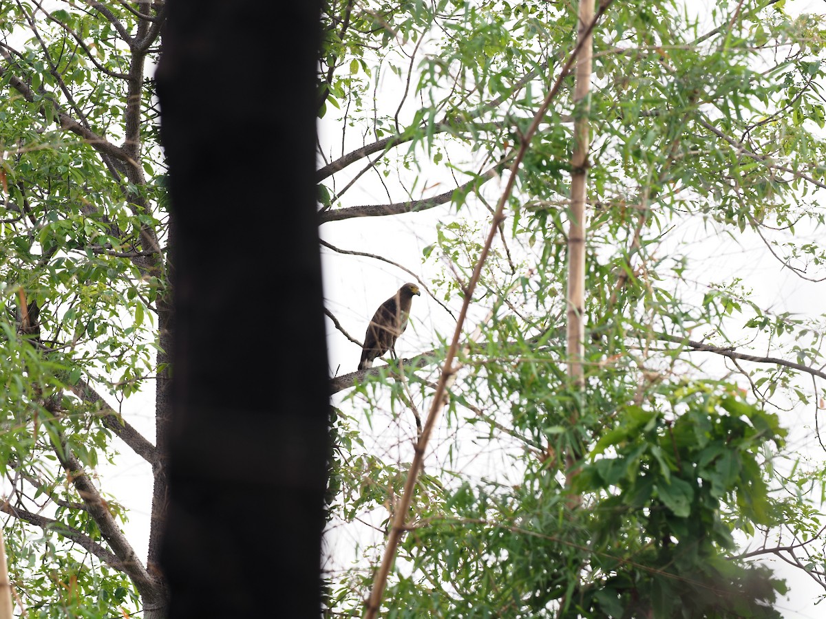 Red-wattled Lapwing - ML620639066