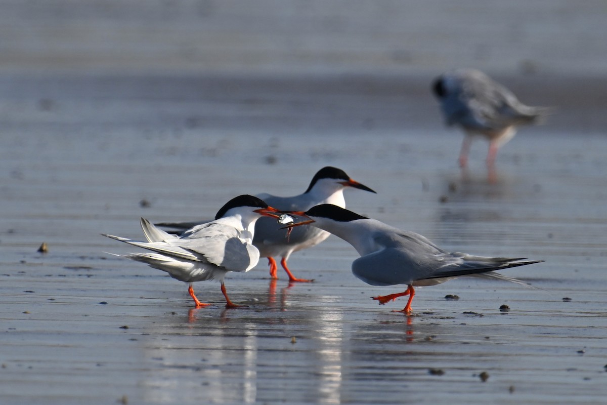 Roseate Tern - ML620639068