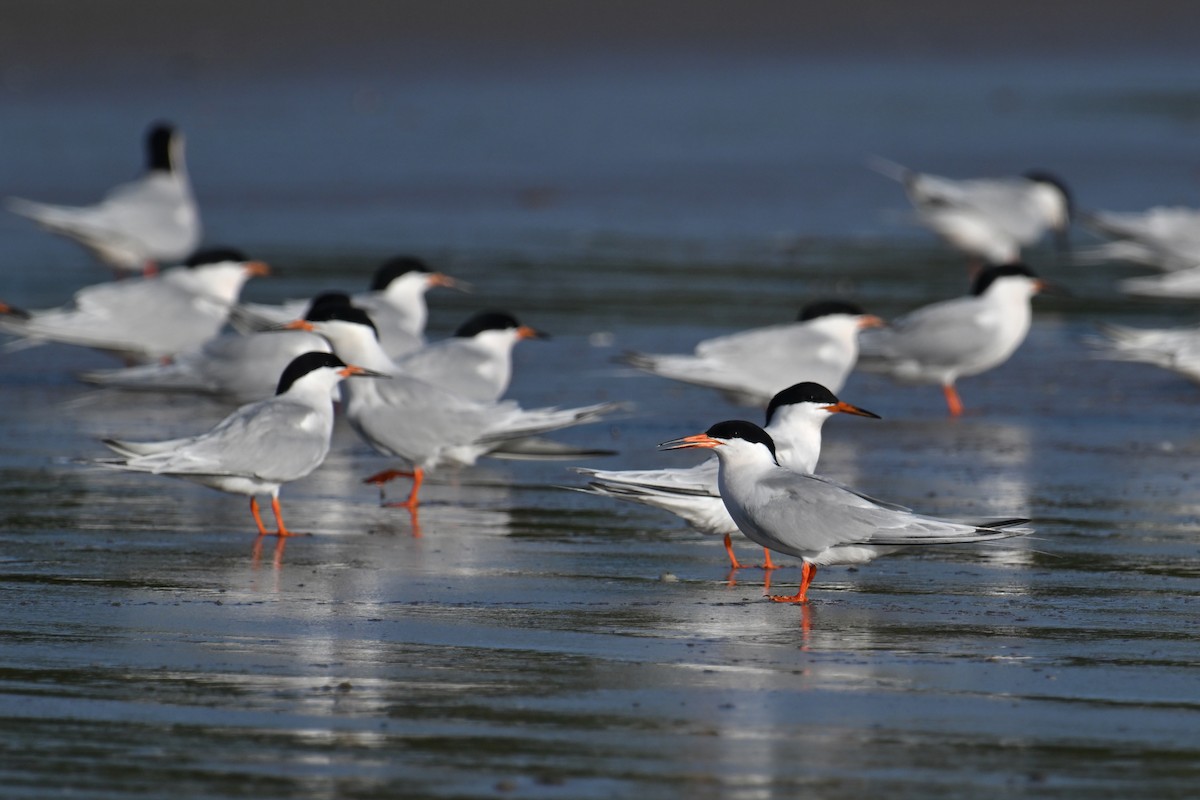 Roseate Tern - ML620639070