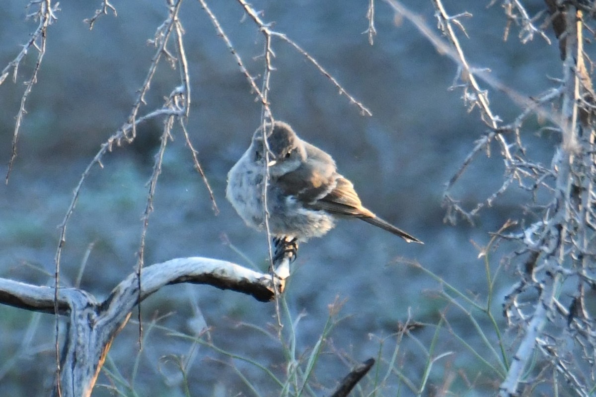 eBird Checklist 20 Jun 2024 Mono LakeSouth Tufa Rd. at Navy Beach Rd. 7 species
