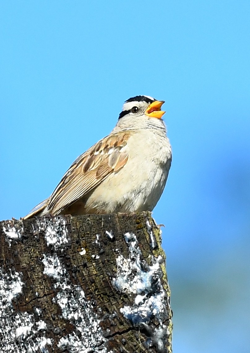 White-crowned Sparrow - Tom Unsicker