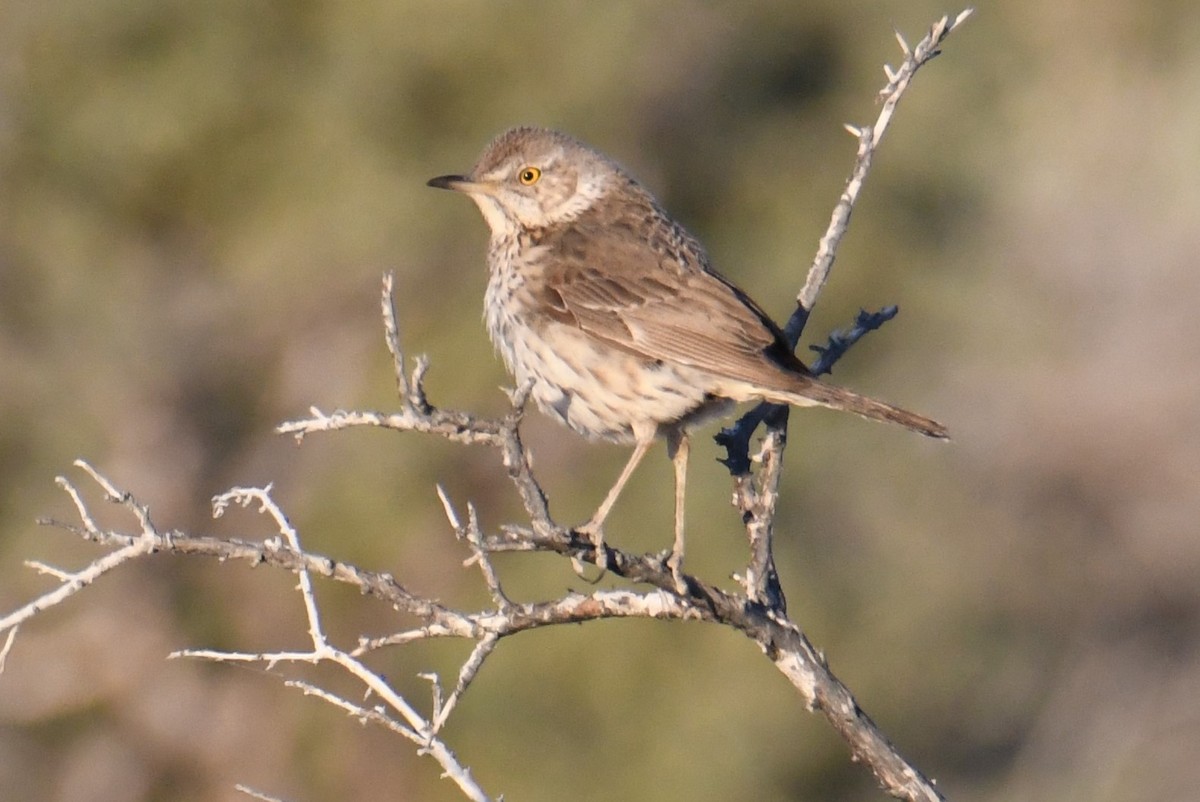 Sage Thrasher - ML620639086