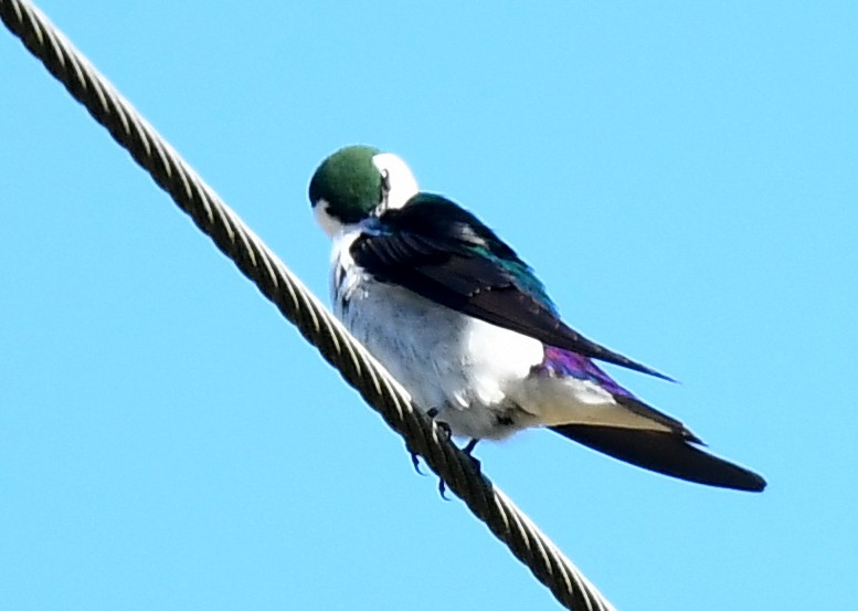 Violet-green Swallow - Tom Unsicker