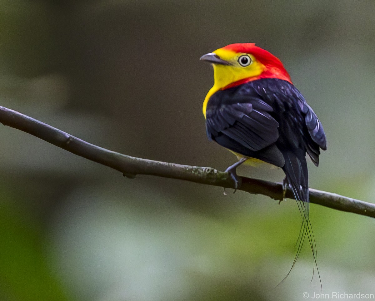 Wire-tailed Manakin - ML620639090