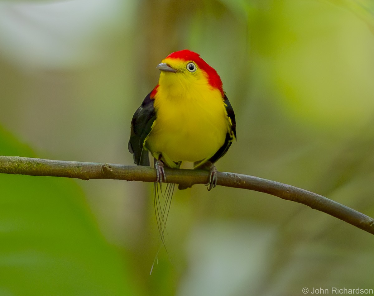 Wire-tailed Manakin - ML620639091