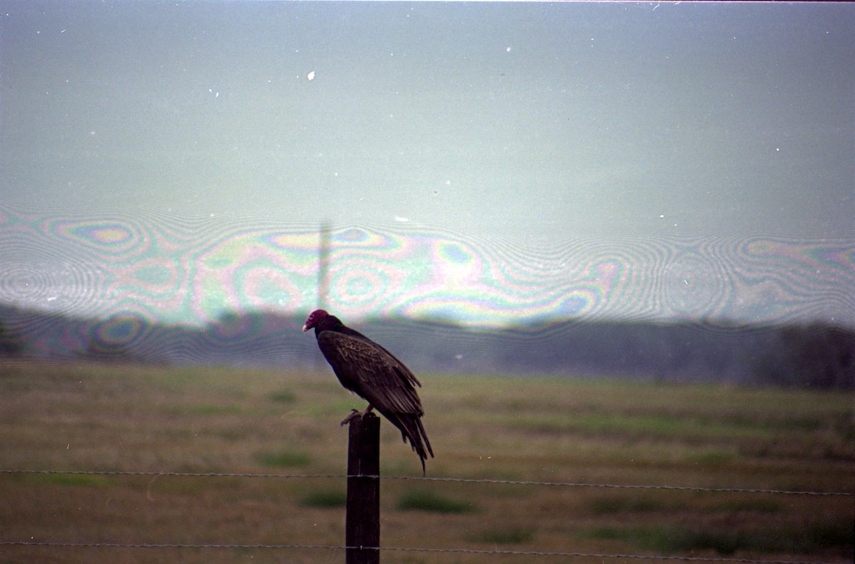 Turkey Vulture - ML620639092