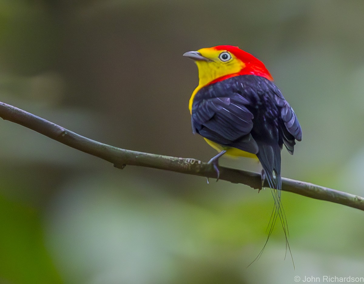 Wire-tailed Manakin - ML620639093