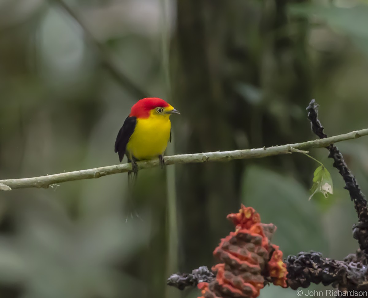 Wire-tailed Manakin - ML620639094