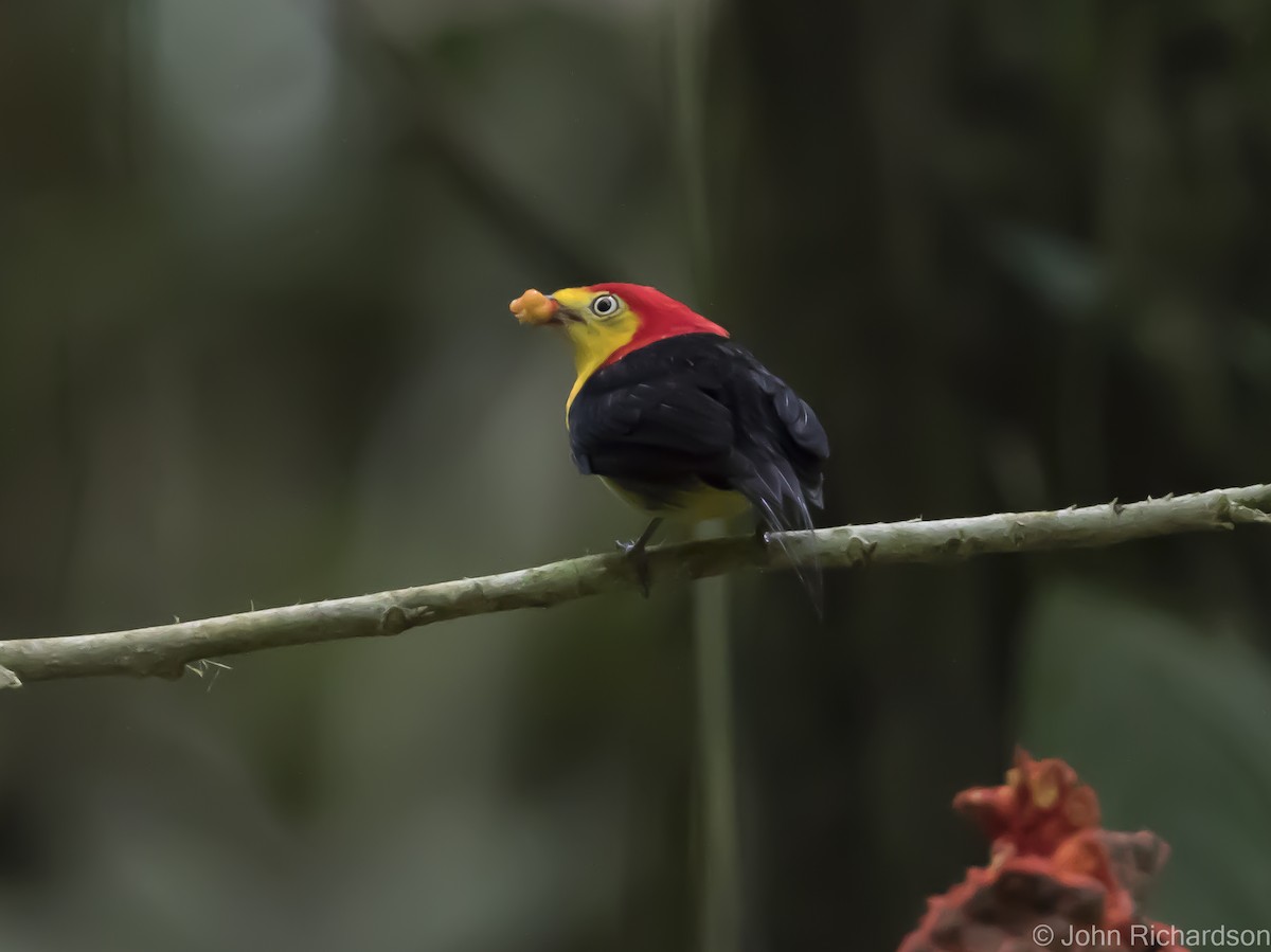 Wire-tailed Manakin - ML620639095