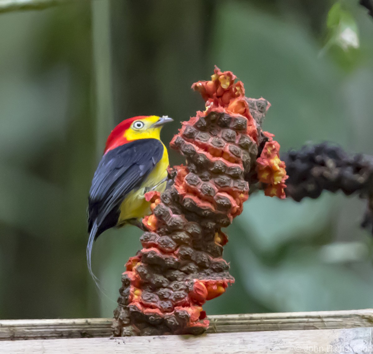 Wire-tailed Manakin - ML620639096