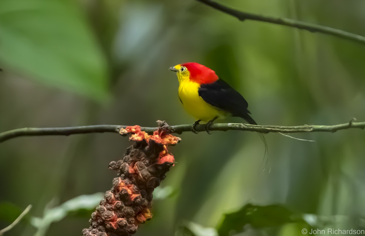 Wire-tailed Manakin - ML620639097