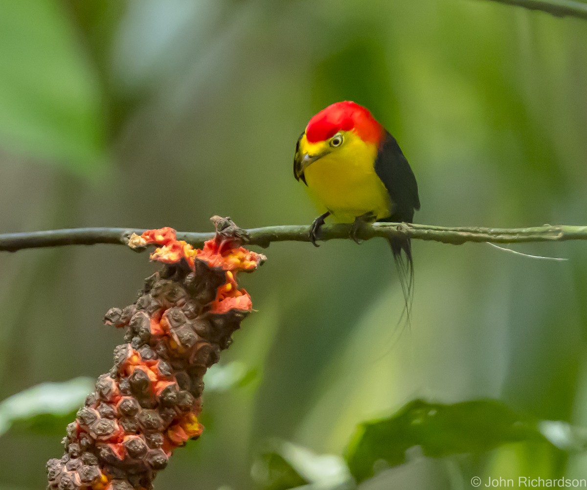 Wire-tailed Manakin - ML620639100