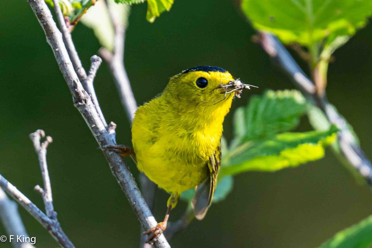 Wilson's Warbler - ML620639103