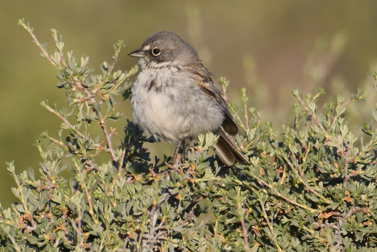 Bruant des armoises - ML620639115