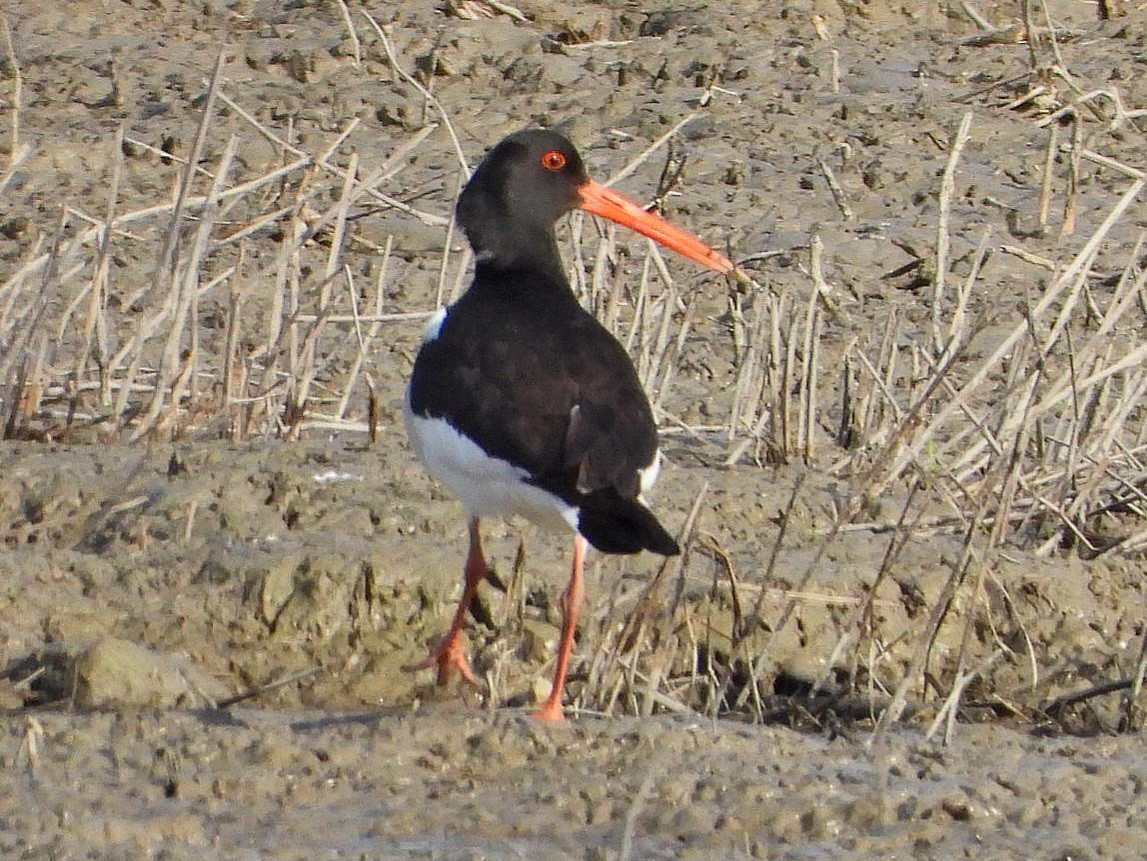 Eurasian Oystercatcher - ML620639119