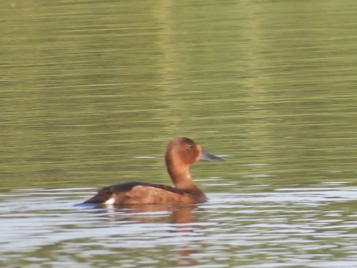 Ferruginous Duck - ML620639121