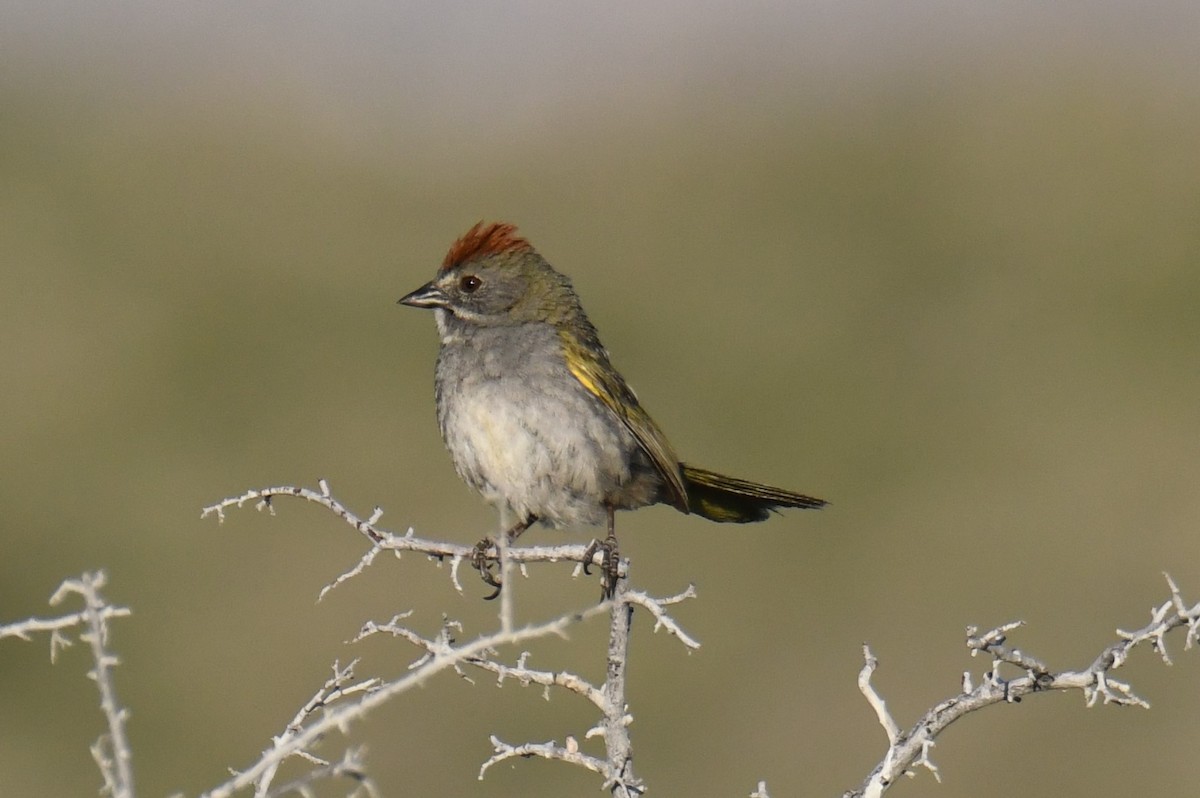 Green-tailed Towhee - ML620639122