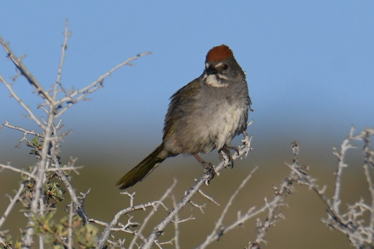 Green-tailed Towhee - Colin Dillingham