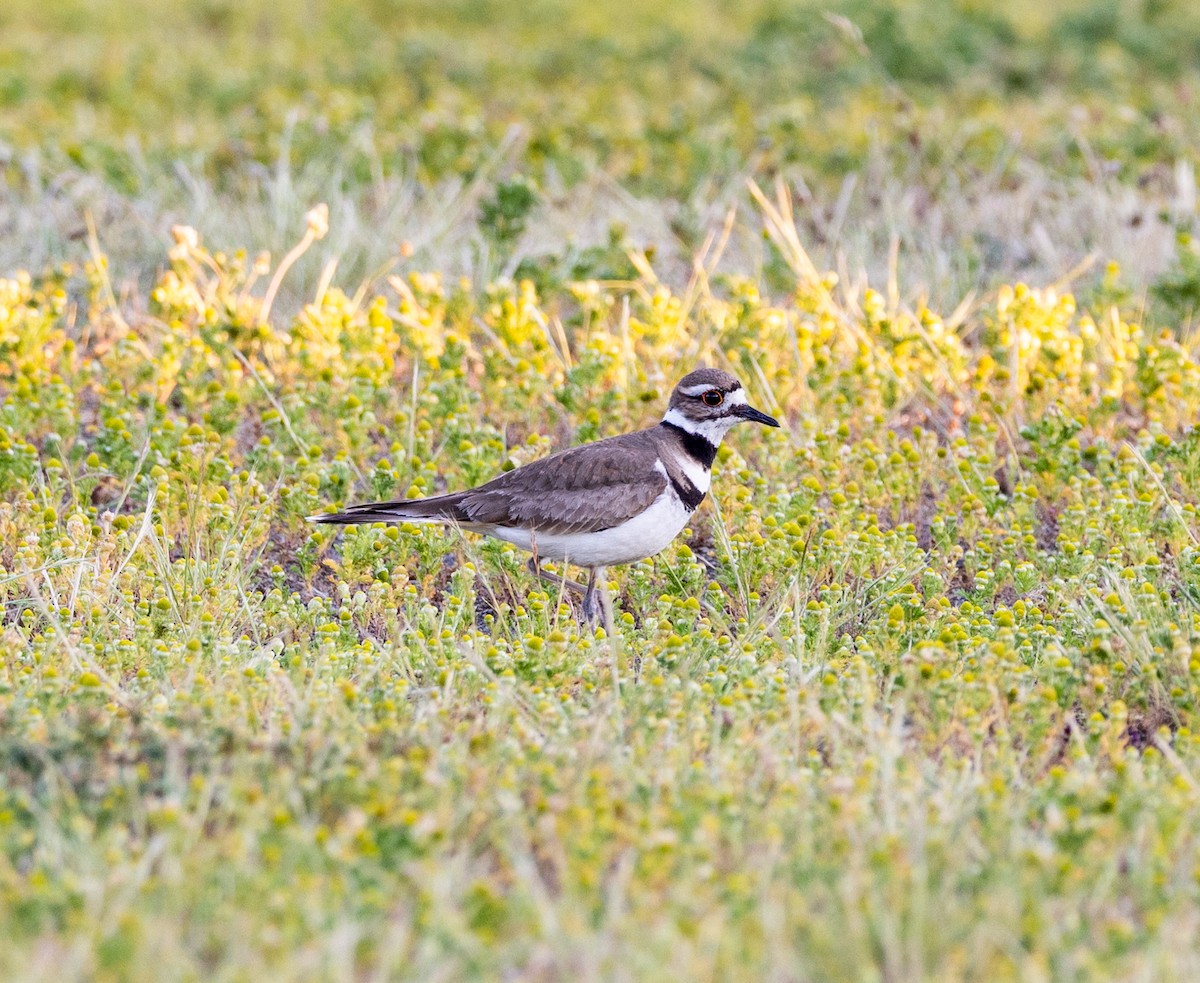 Killdeer - ML620639128