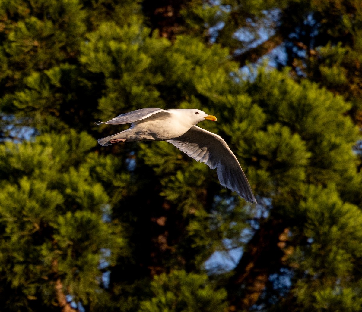 Glaucous-winged Gull - ML620639130