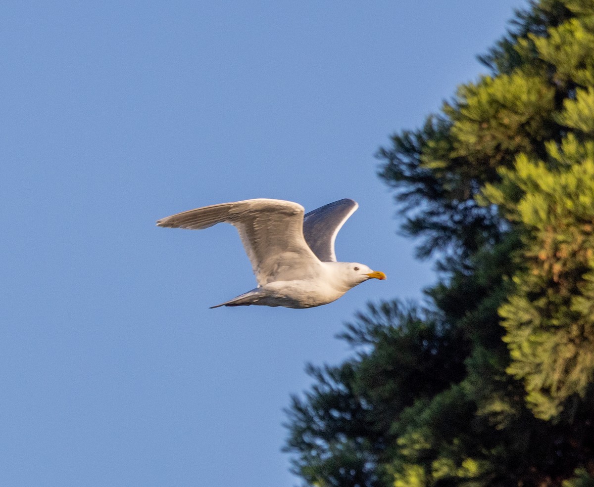 Glaucous-winged Gull - ML620639131