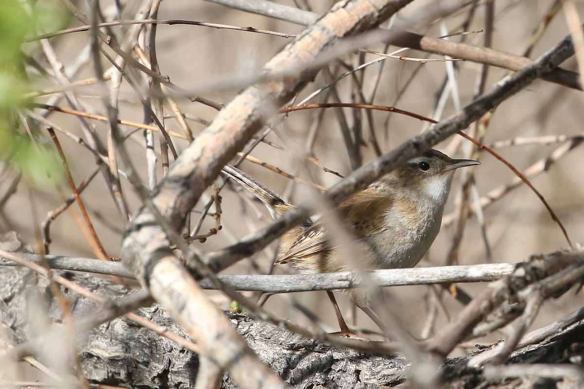 Marsh Wren - ML620639132