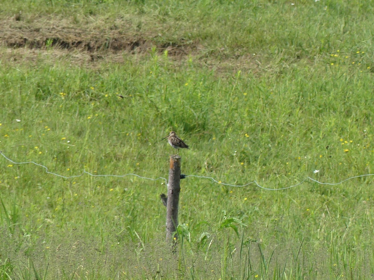 Wilson's Snipe - ML620639134