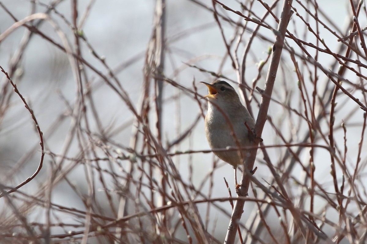 Marsh Wren - ML620639137