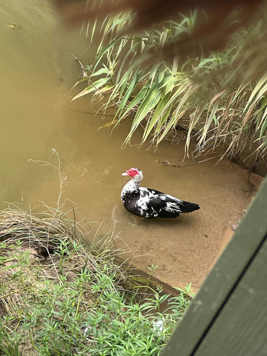 Muscovy Duck (Domestic type) - ML620639138