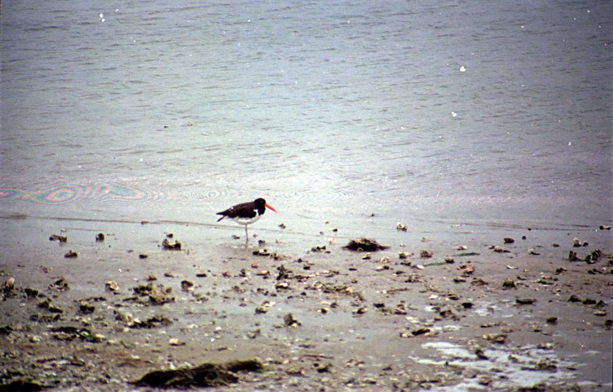 American Oystercatcher - ML620639143