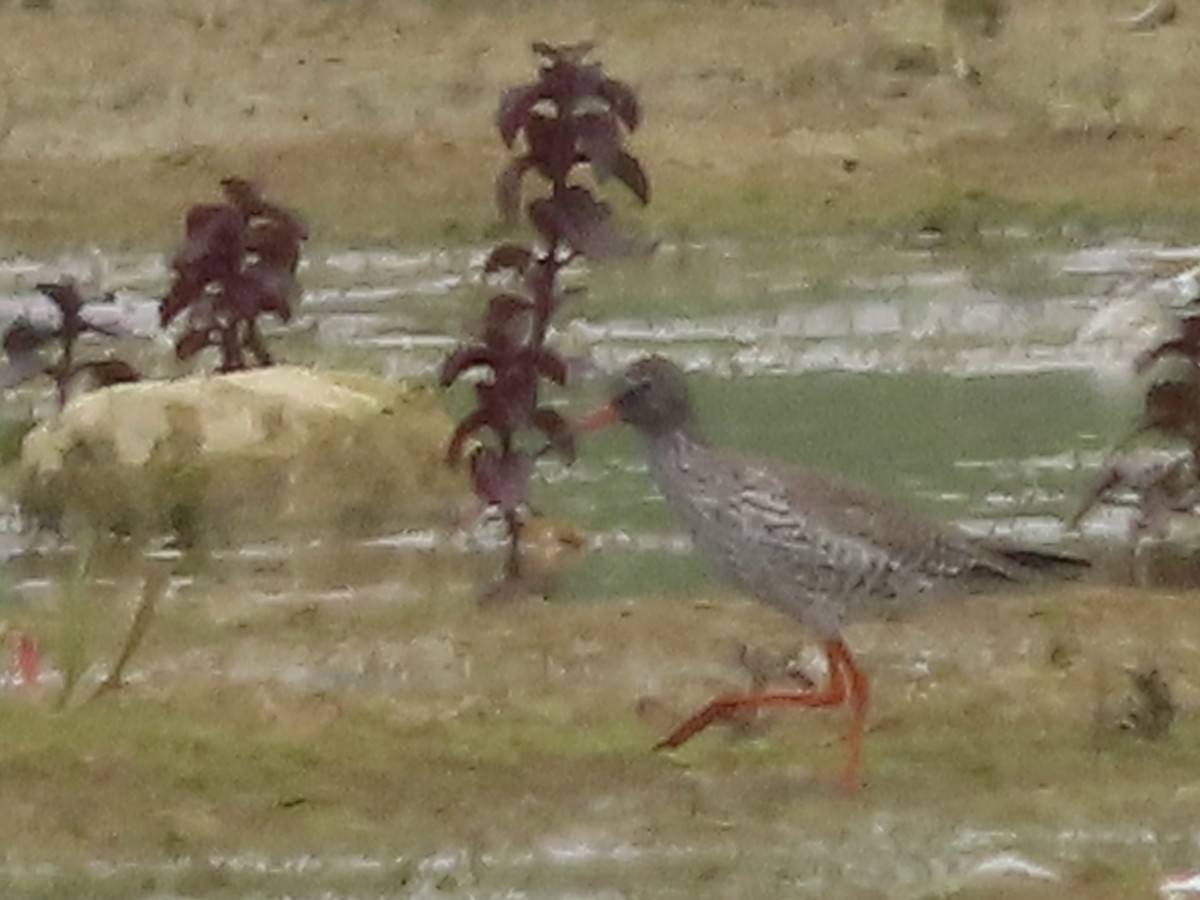 Common Redshank - ML620639148