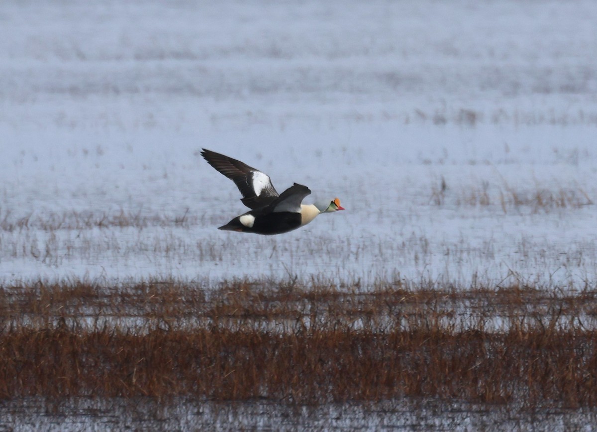 King Eider - ML620639150