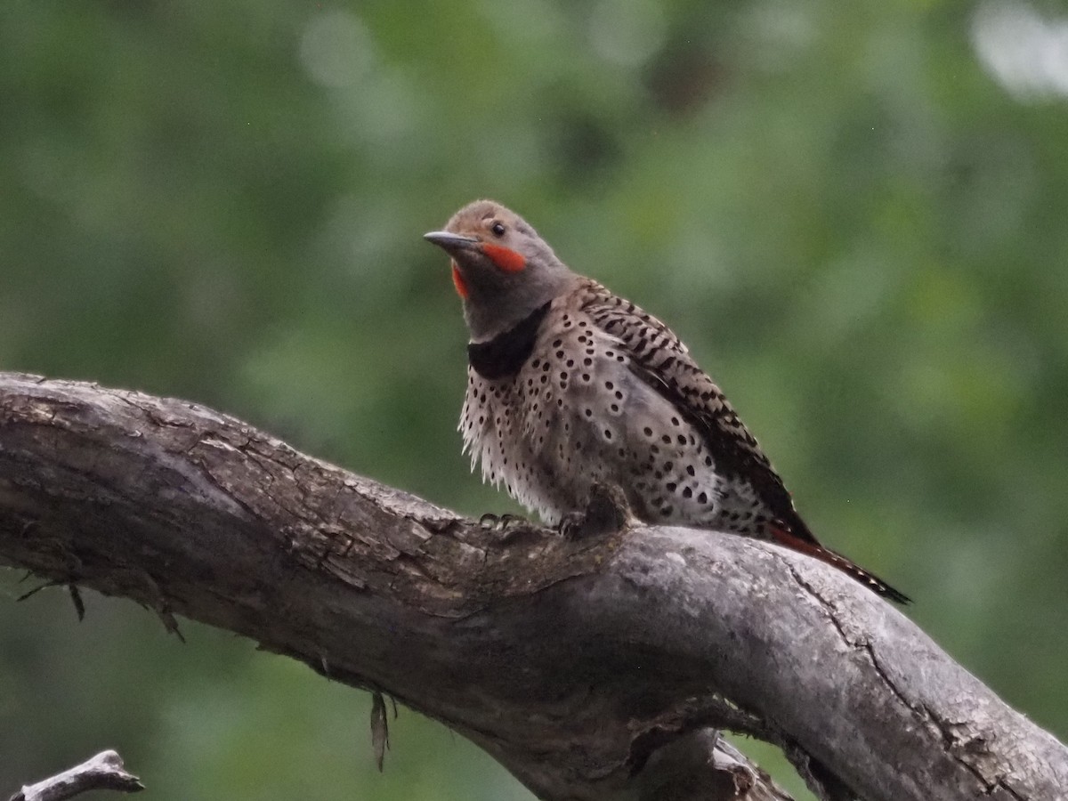 Northern Flicker (Red-shafted) - ML620639152