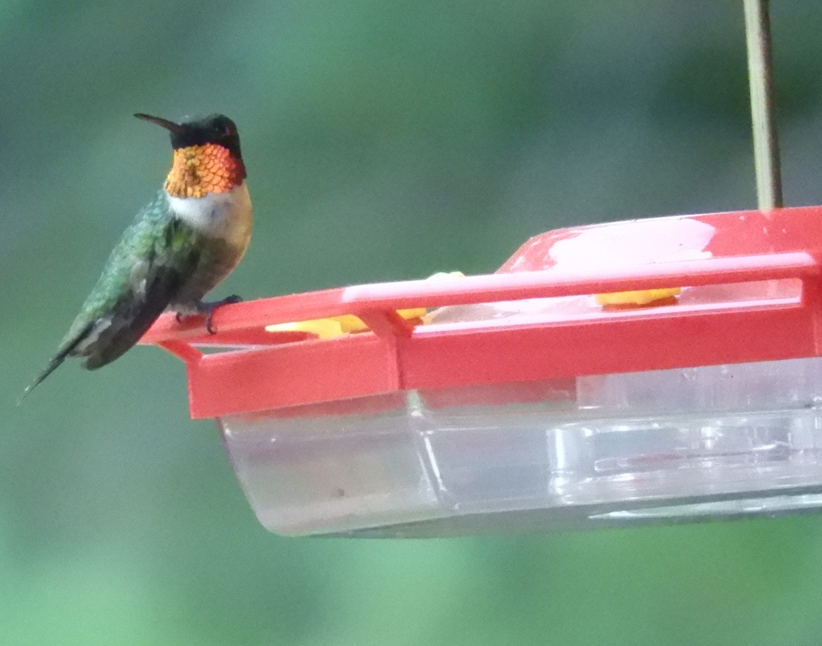 Ruby-throated Hummingbird - Sue Newland