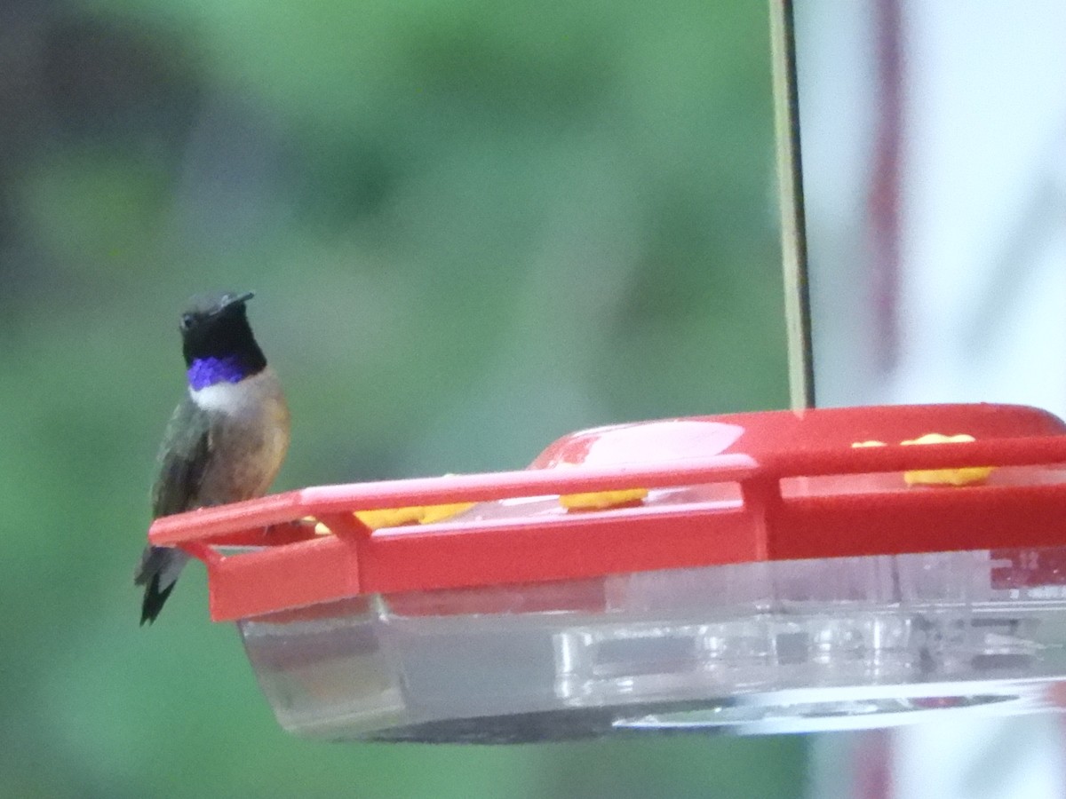 Black-chinned Hummingbird - ML620639172