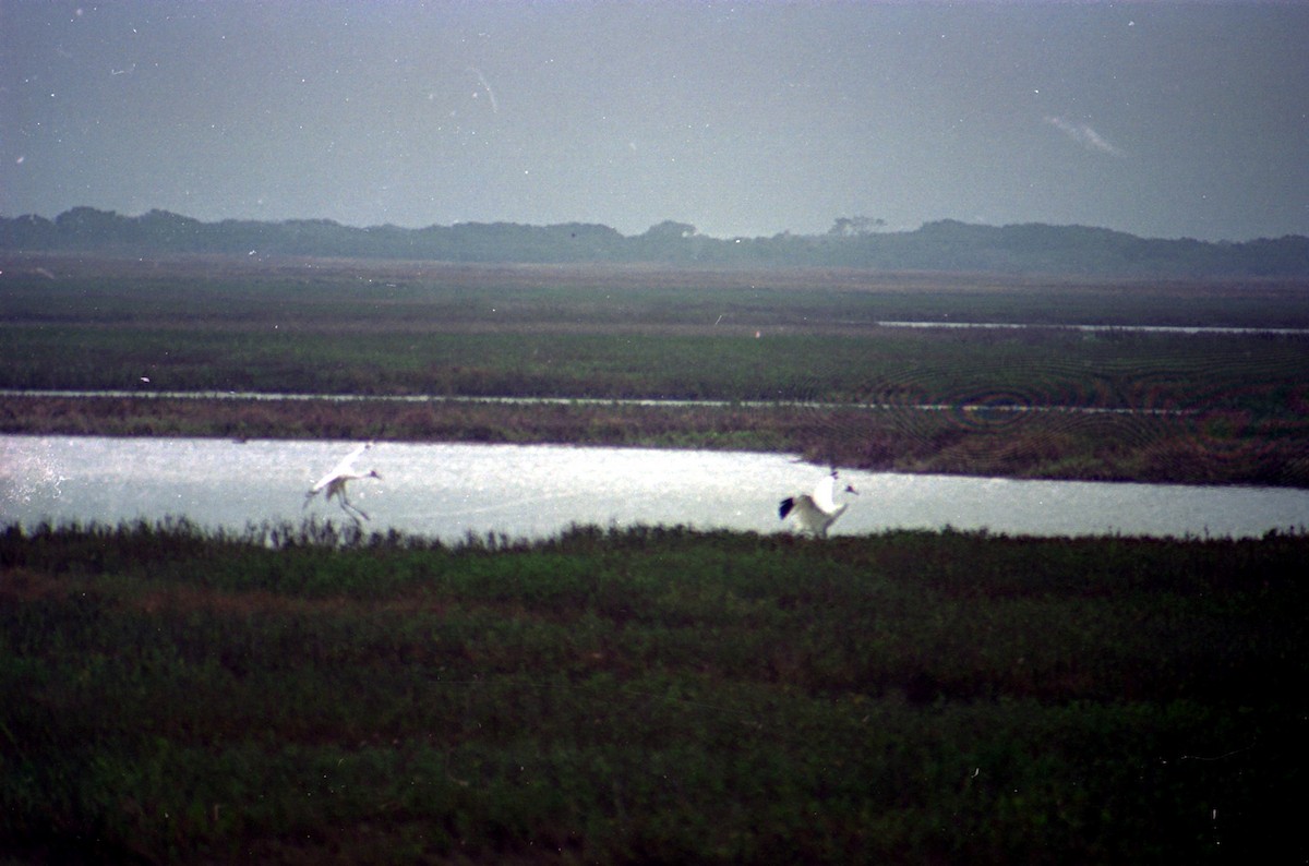 Grulla Trompetera - ML620639179