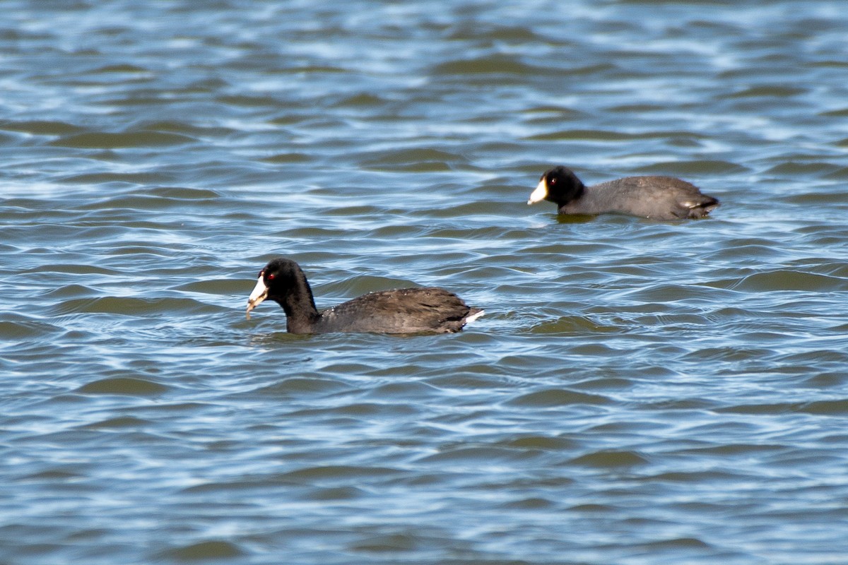 American Coot (Red-shielded) - ML620639181