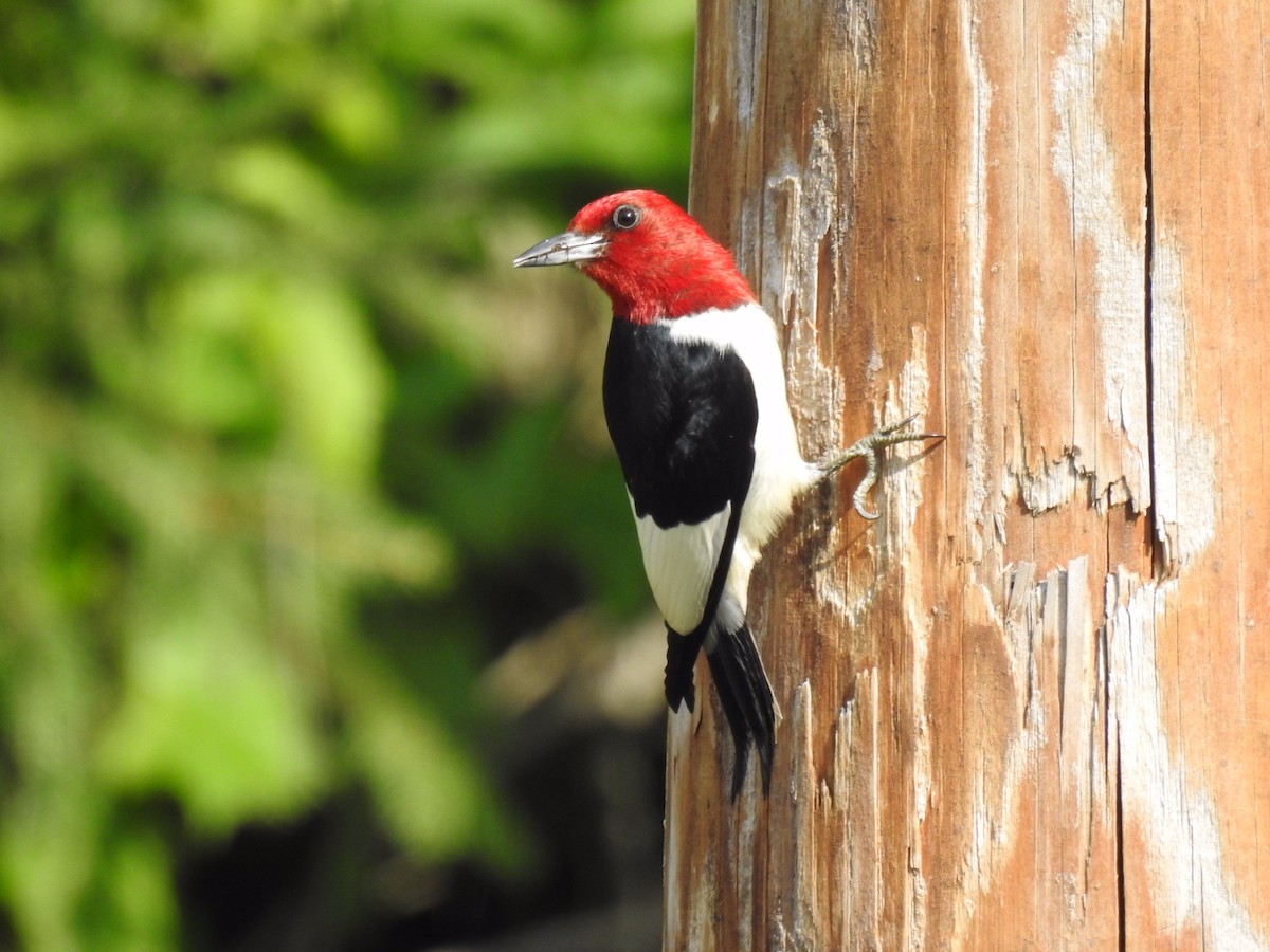 Red-headed Woodpecker - ML620639183