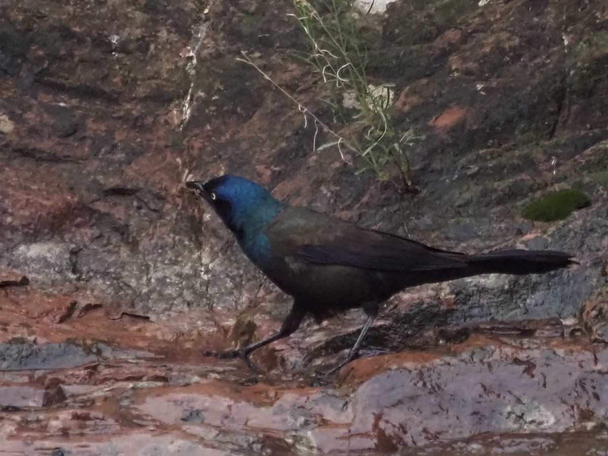 Common Grackle - Kirk LaGory