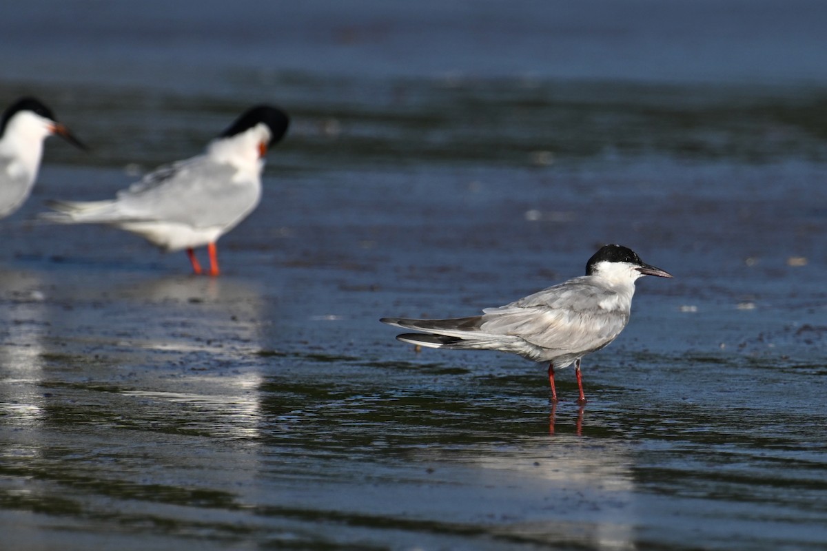 Whiskered Tern - ML620639193