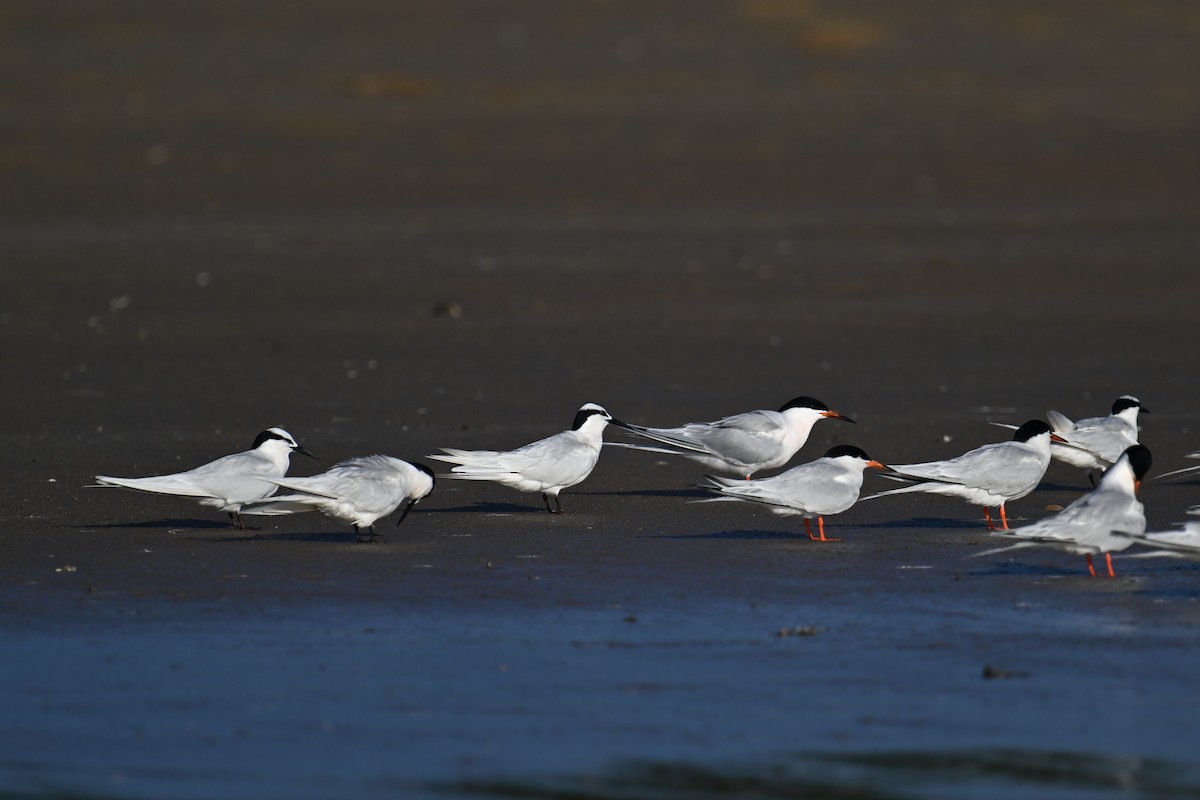 Black-naped Tern - ML620639194