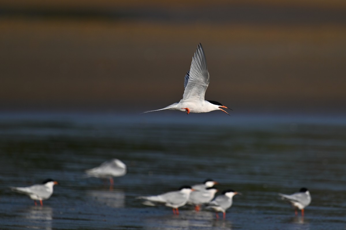 Roseate Tern - ML620639196