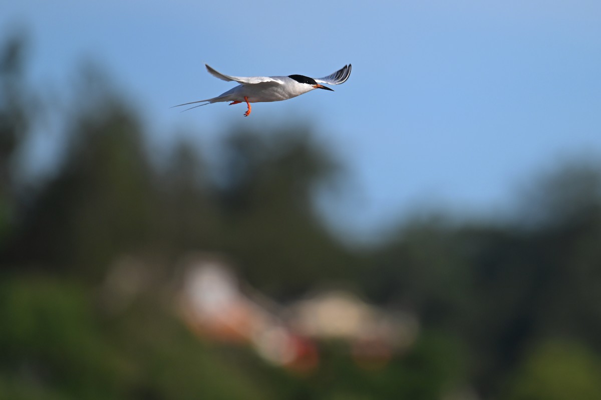 Roseate Tern - ML620639198