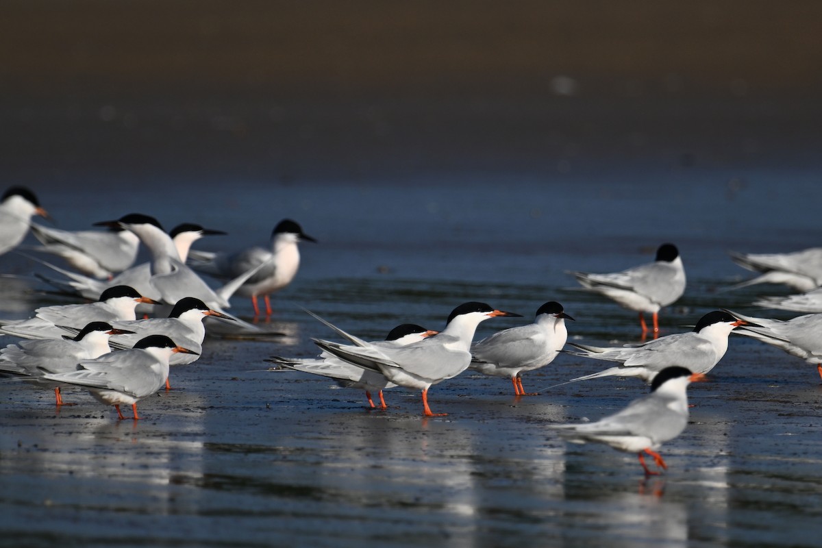 Roseate Tern - ML620639202