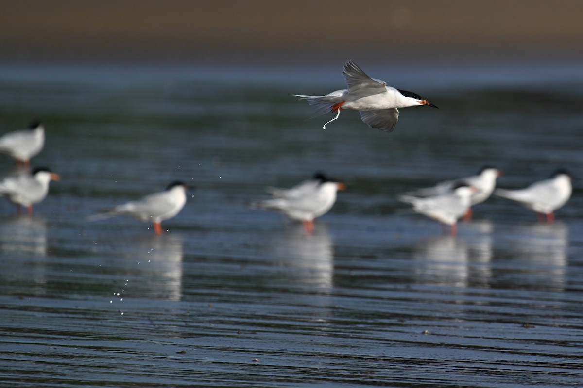 Roseate Tern - ML620639203