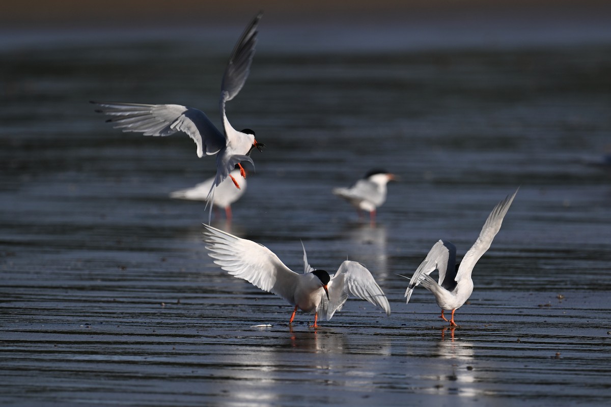 Roseate Tern - ML620639205