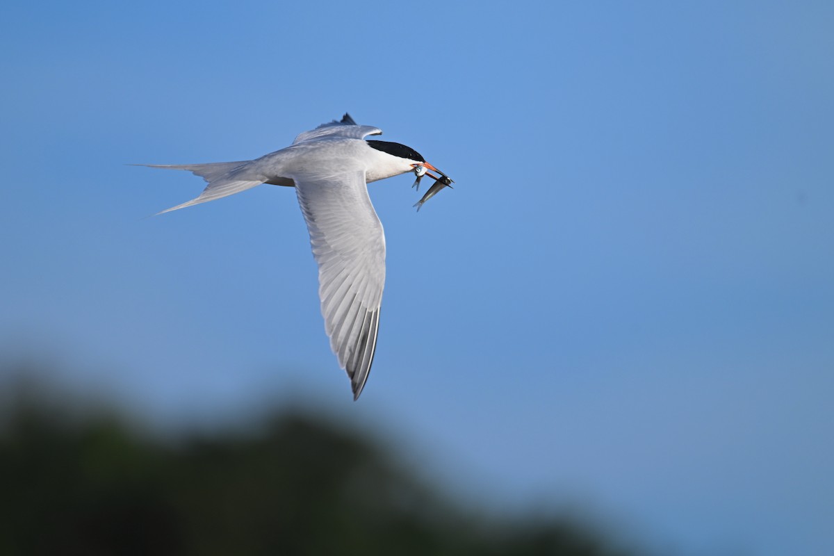 Roseate Tern - ML620639208