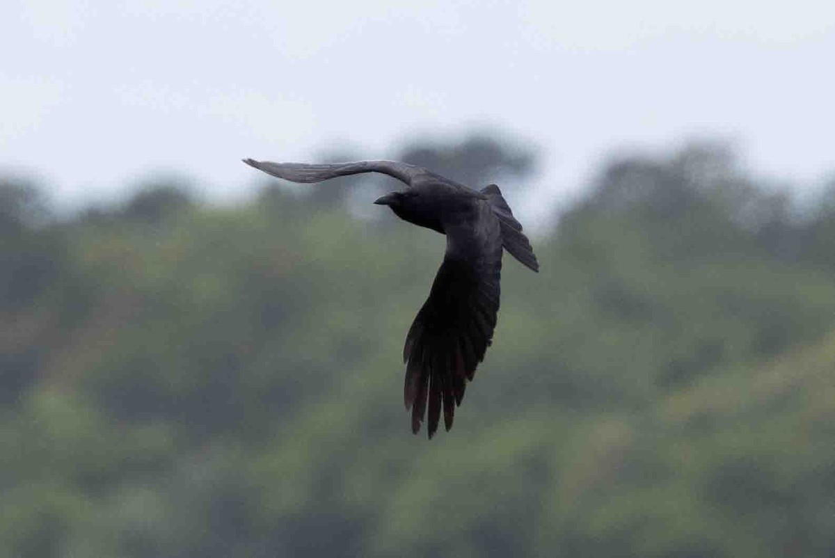 American Crow - ML620639213