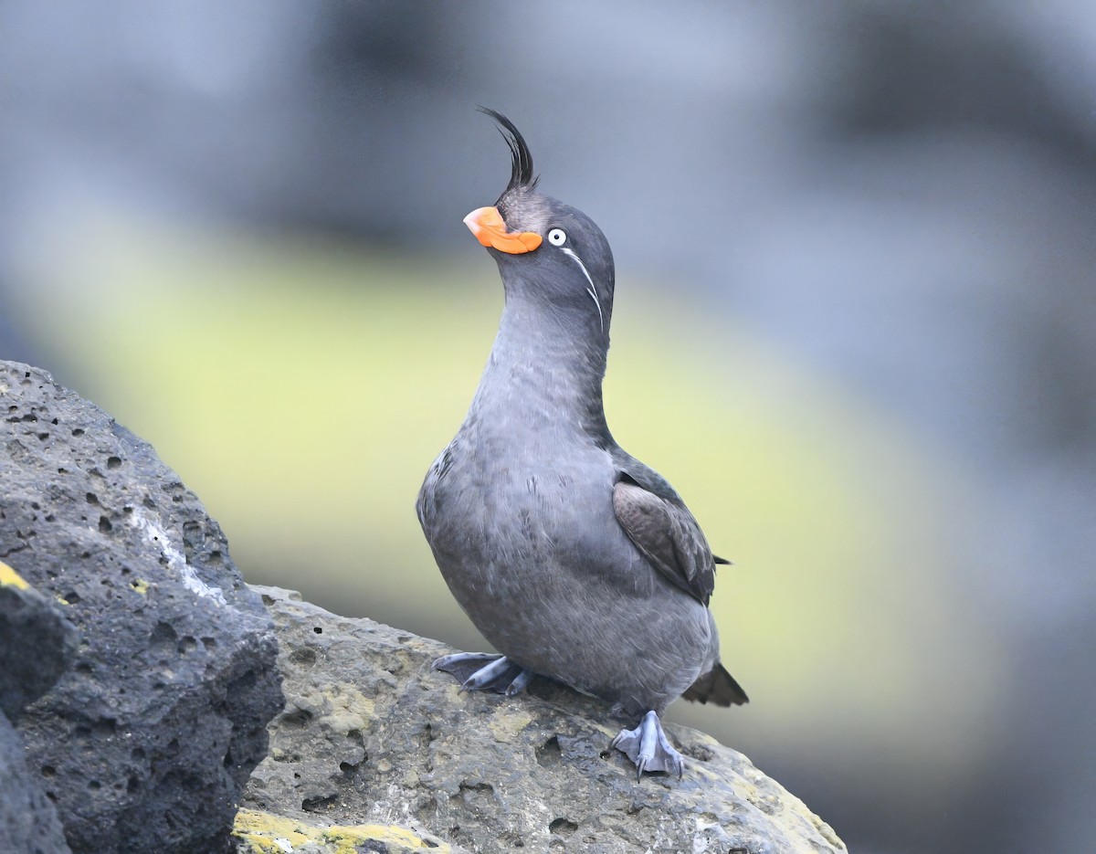 Crested Auklet - ML620639223