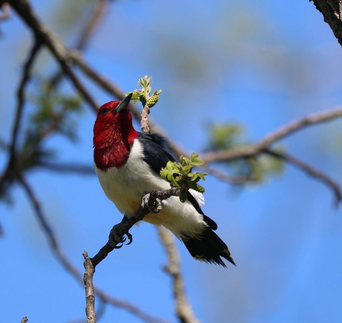 Red-headed Woodpecker - ML620639226
